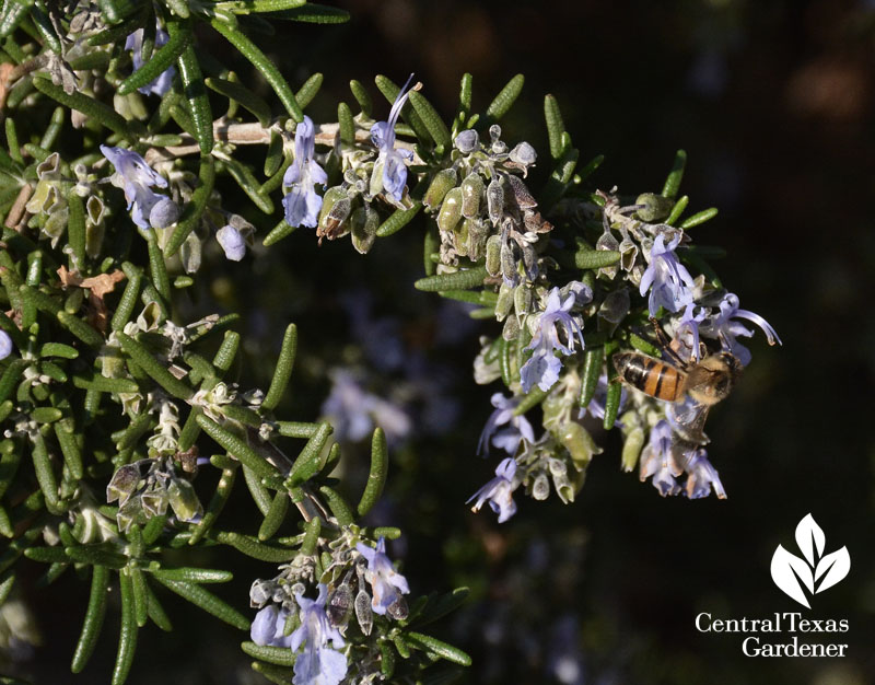 bee on  rosemary central texas gardener 