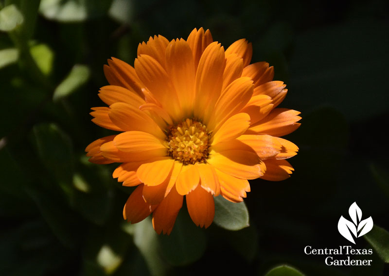 calendula winter annual beauty 