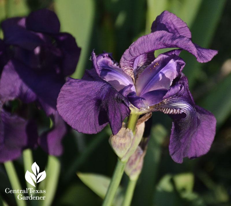 crimson king iris central texas gardener