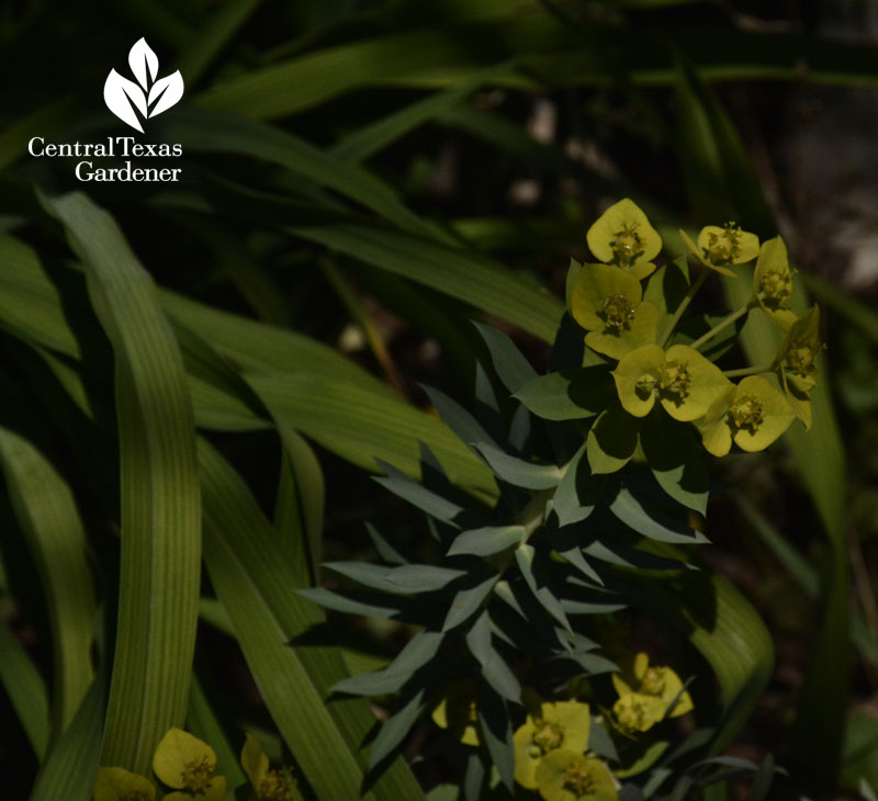 euphorbia rigida gopher yellow bract 