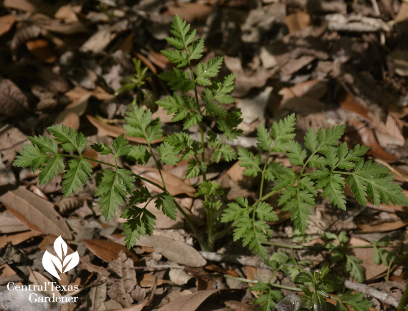 weed false carrot Torilis arvensis 