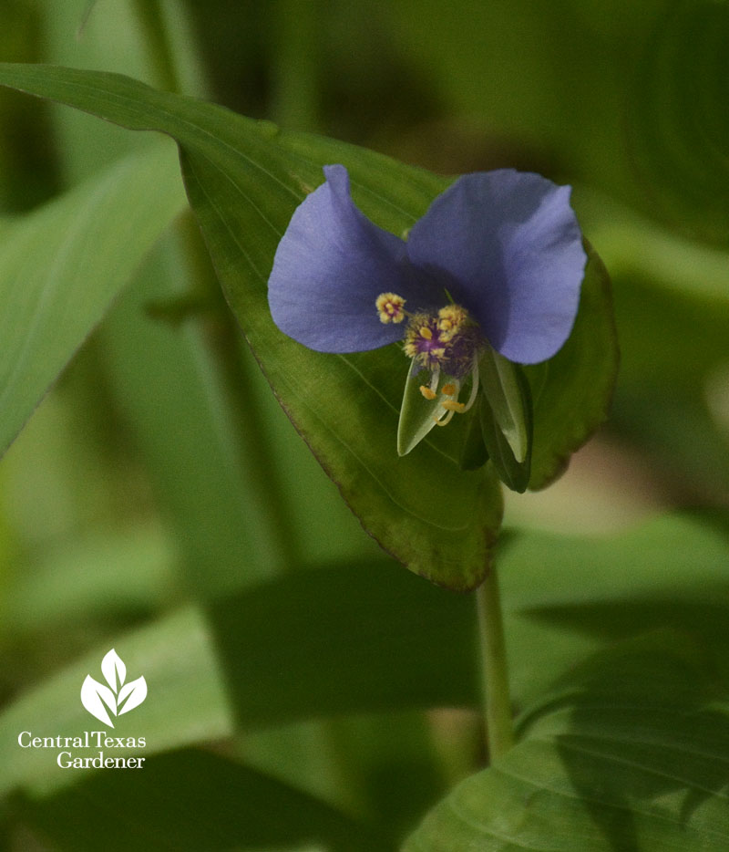 annual wildflower false dayflower Tinantia anomala central texas 