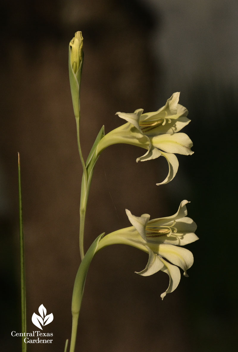 gladiolus tristus central texas gardener bulb 