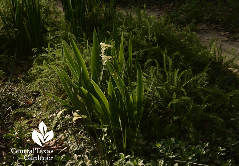 gladiolus tristus with bearded iris and yarrow central texas bulbs