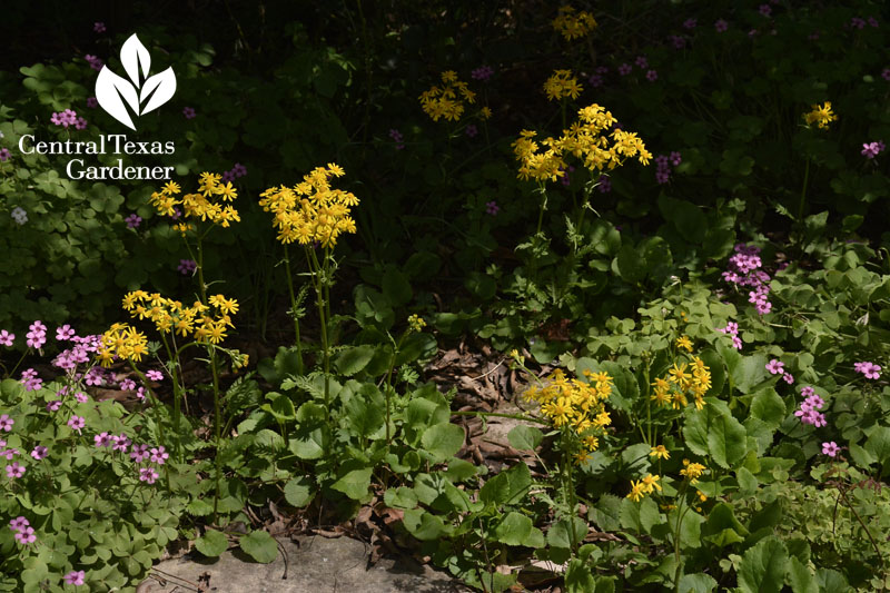 golden groundsel packera obovata central texas gardener