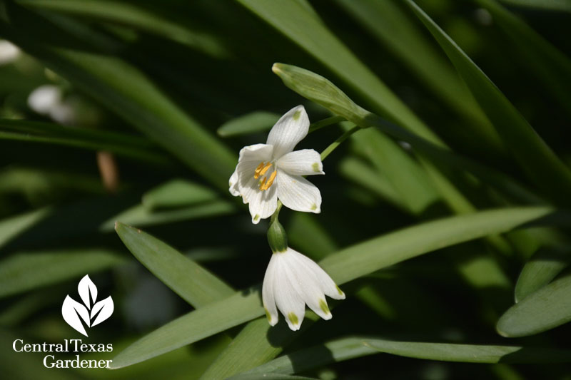 leucojum bulb central texas gardener 