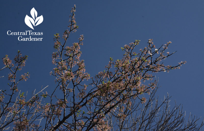mexican plum flowers central texas gardener