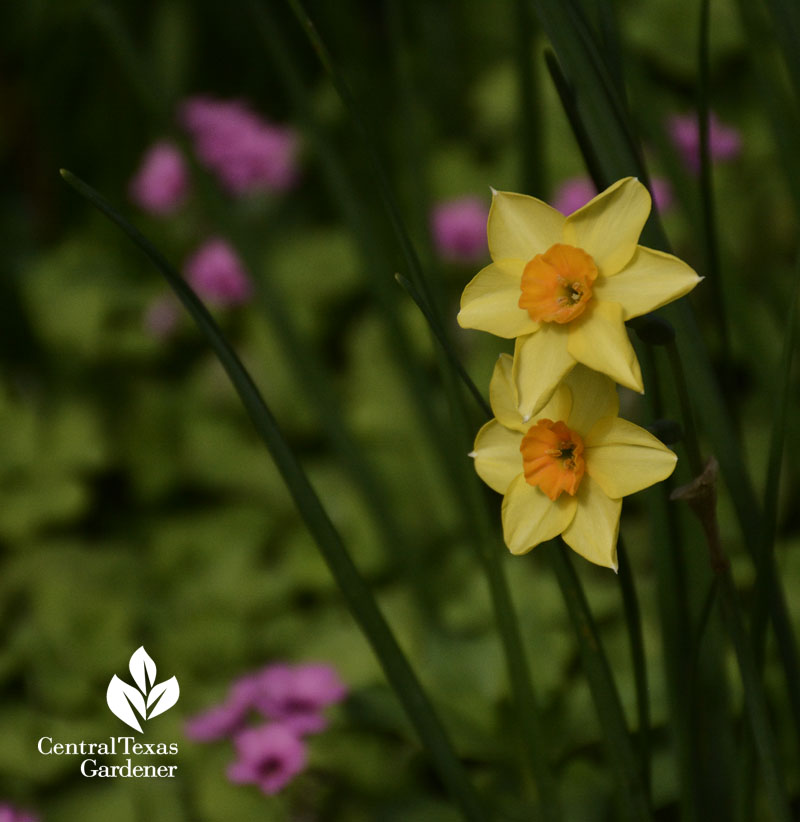 narcissus falconet 