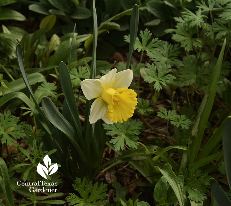 narcissus las vegas with native geranium central texas gardener