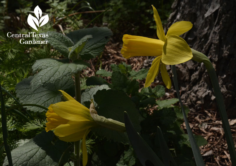narcissus marieke and heartleaf skullcap central texas gardener