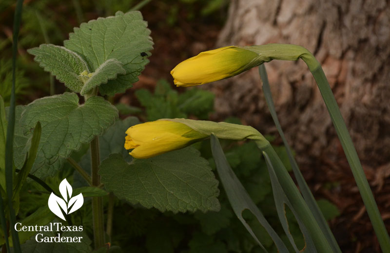 Narcissus Marieke bud with heartleaf skullcap central texas gardener