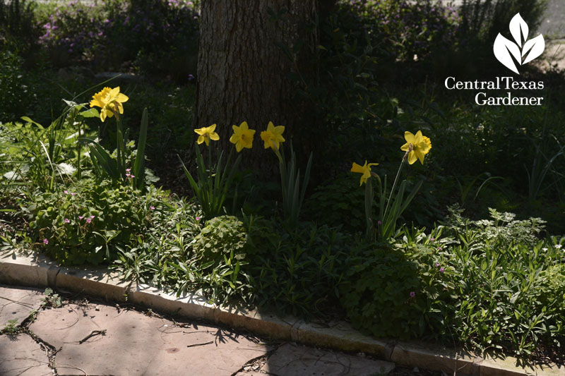 narcissus marieke central texas gardener
