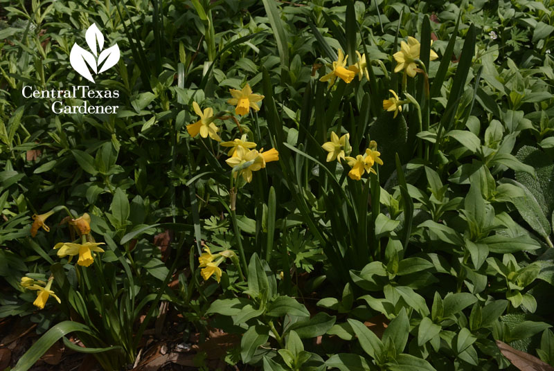 narcissus tete a tete with bouncing bet central texas gardenner