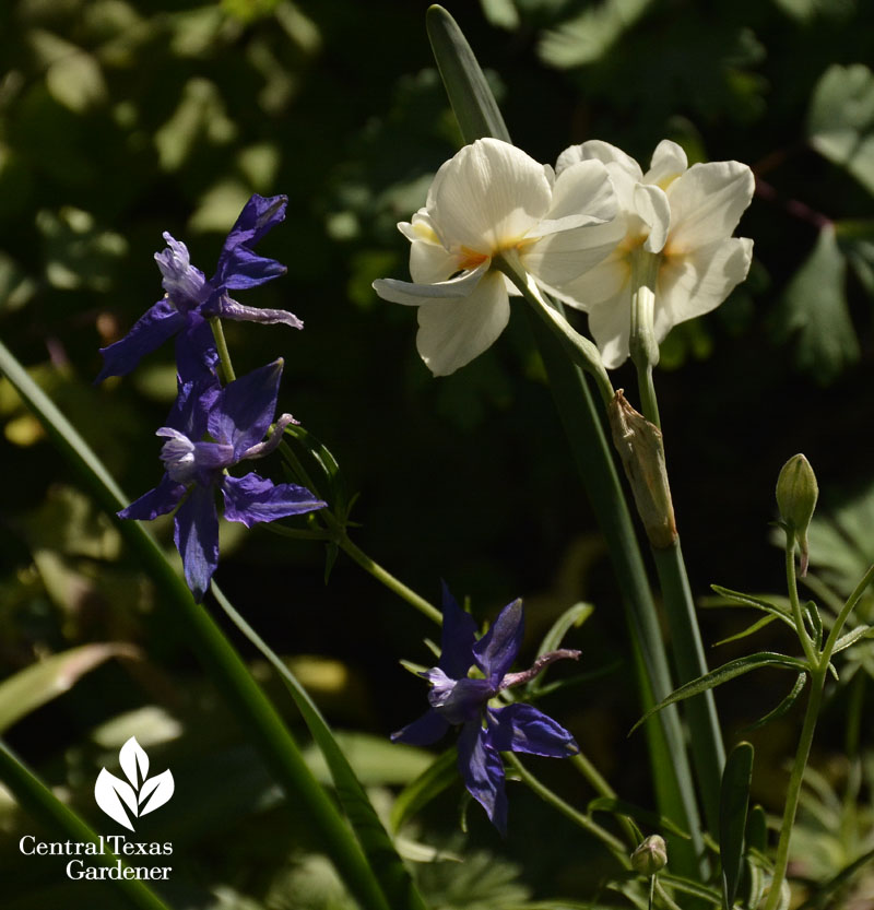 narcisuss abba larkspur 