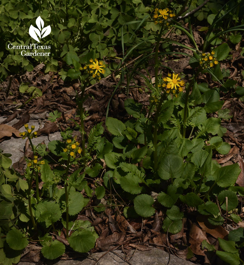 golden groundsel packera obovata central texas gardener 