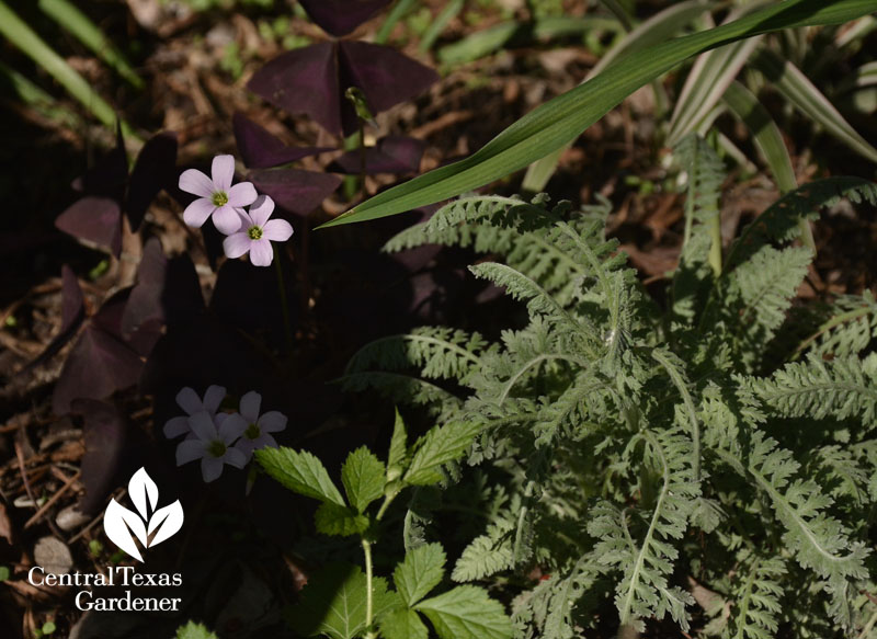 purple oxalis flowers and Moonshine yarrow central texas 