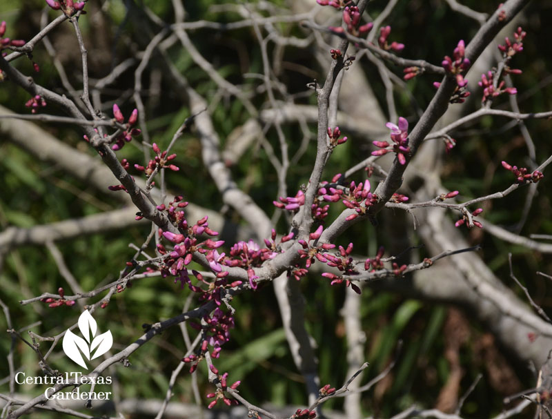 Mexican redbud flowers central texas gardener