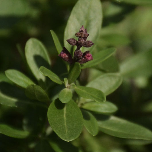 salvia greggi bud 