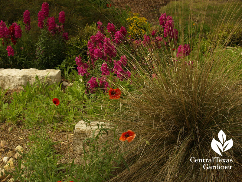 snapdragons muhly grass central texas gardener