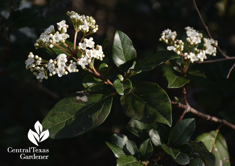 'Spring Bouquet' viburnum fragrant flowers Central Texas Gardener 