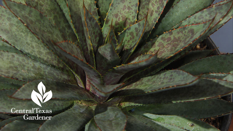 'Bloodspot' mangave central texas gardener