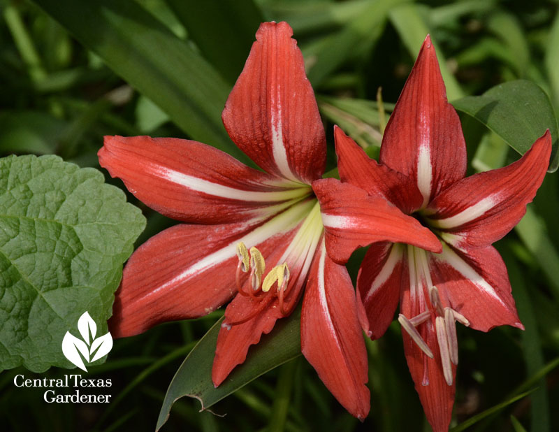 Johnson's amaryllis Central Texas Gardener