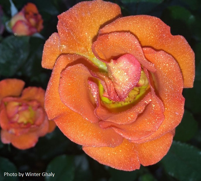 Judy Garland rose by Winter Ghaly Central Texas Gardener