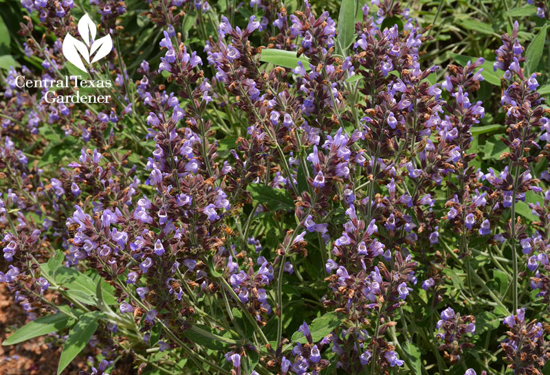 New Ya'ar sage flowers Central Texas Gardener 