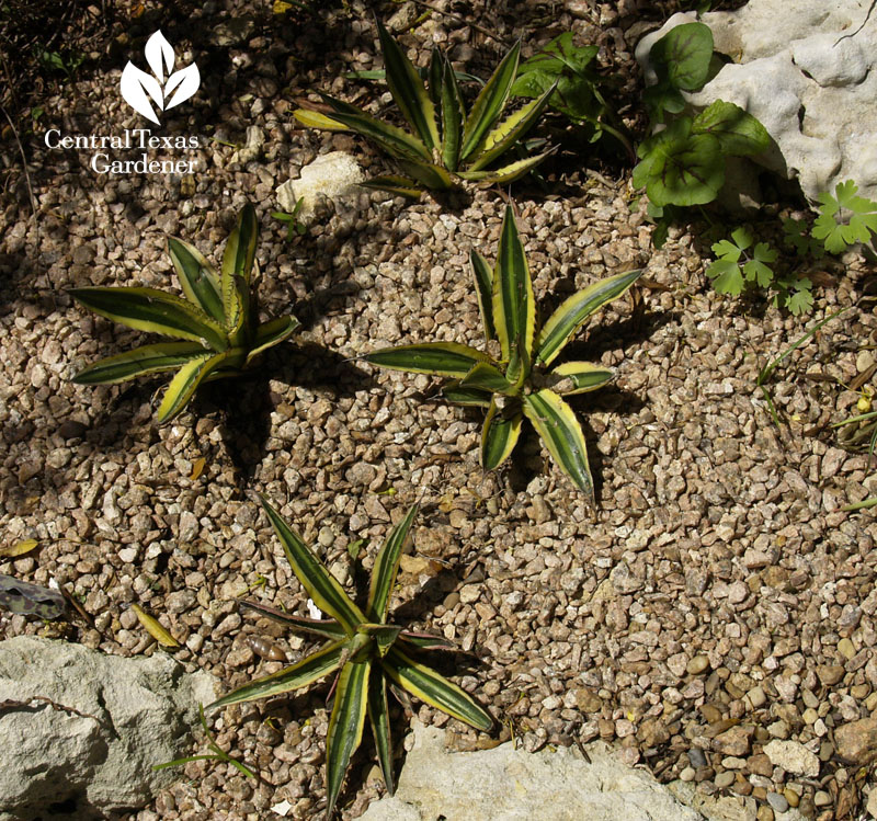 Agave lophantha 'Quadricolor'