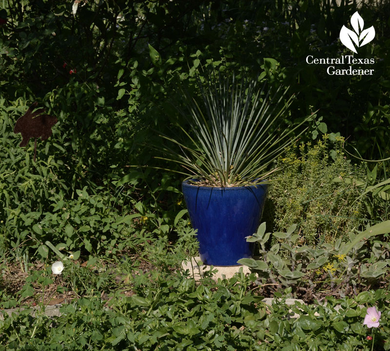 agave striata bold structure blue pot central texas gardener 