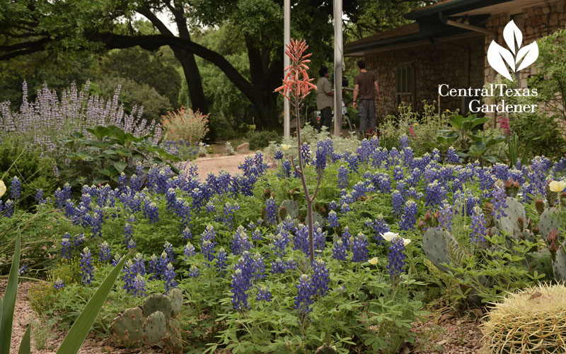 aloe maculata bluebonnets  spring wildflowers Central Texas Gardener
