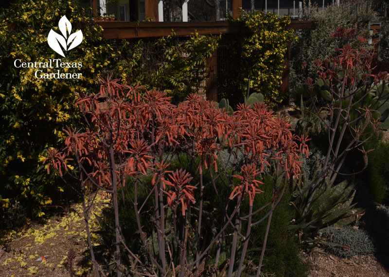 aloe maculata Central Texas Gardener 