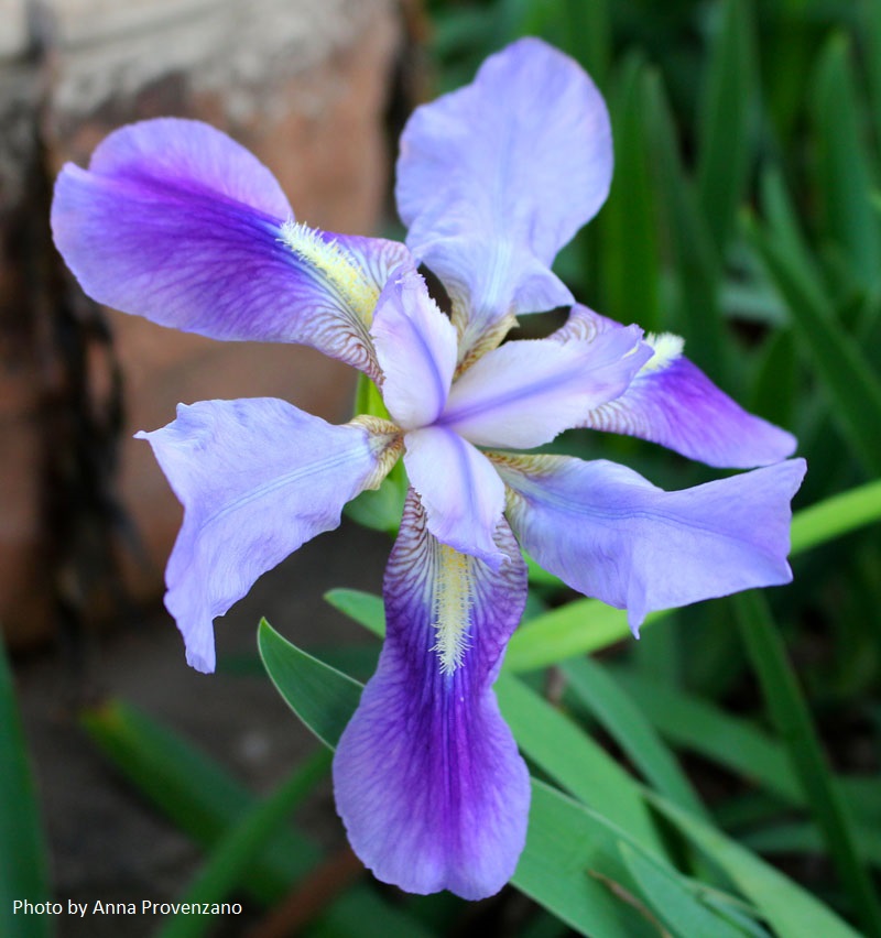 bearded iris by Anna Provenzano 