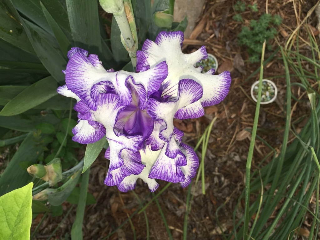 bearded iris by Winter Ghaly 