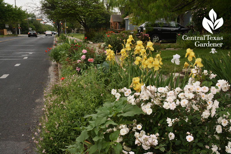 bearded iris and roses austin texas front yard 