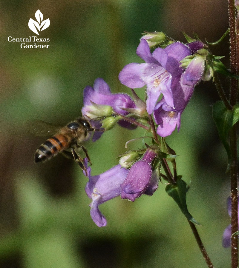 bee on gulf penstemon Central Texas Gardener 