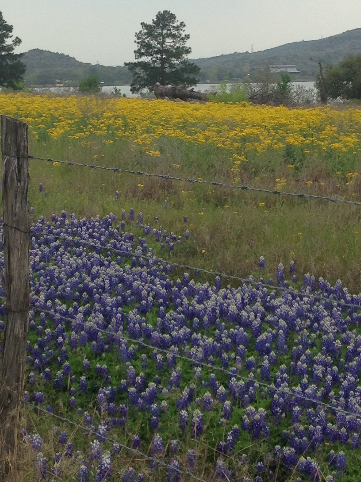 bluebonnets by Lance and Dawn Ware 