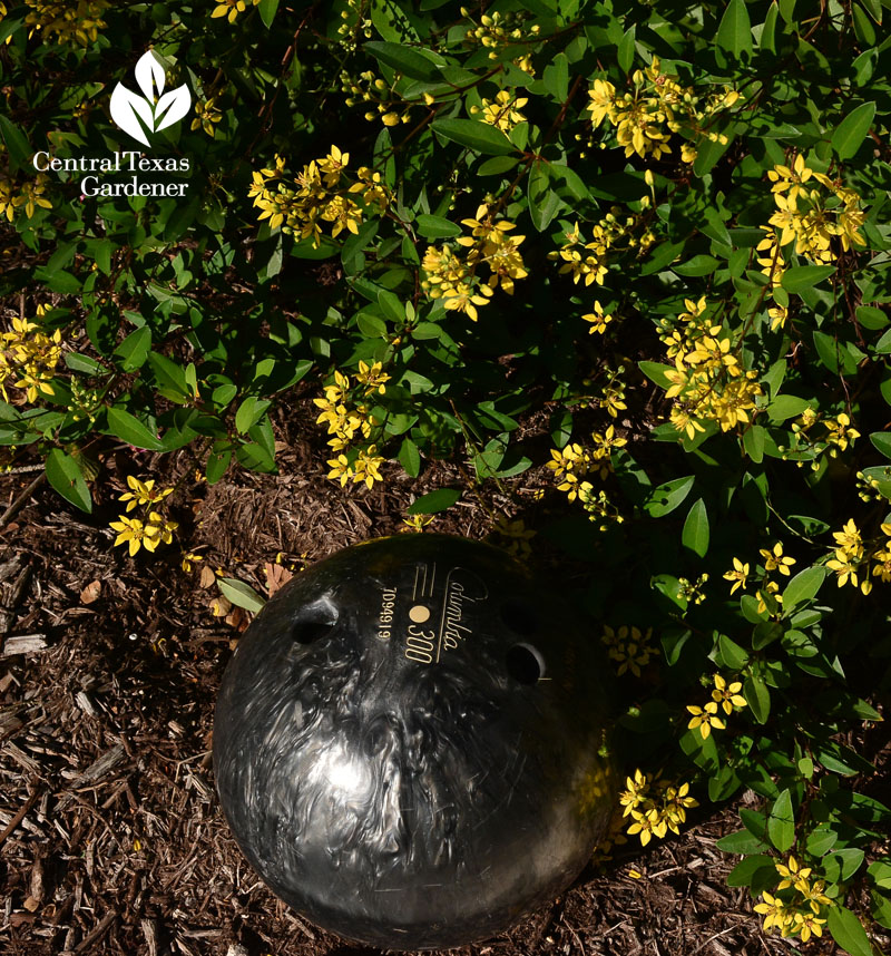 bowling ball accent thryallis drought garden Central Texas Gardener