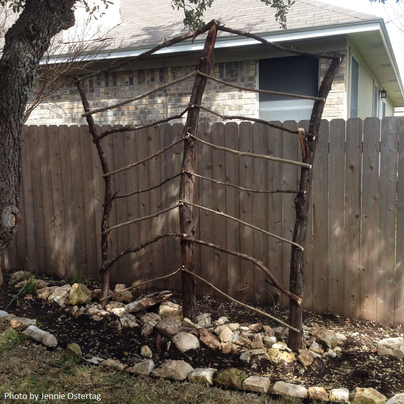 branch trellis jennie ostertag Central Texas Gardener