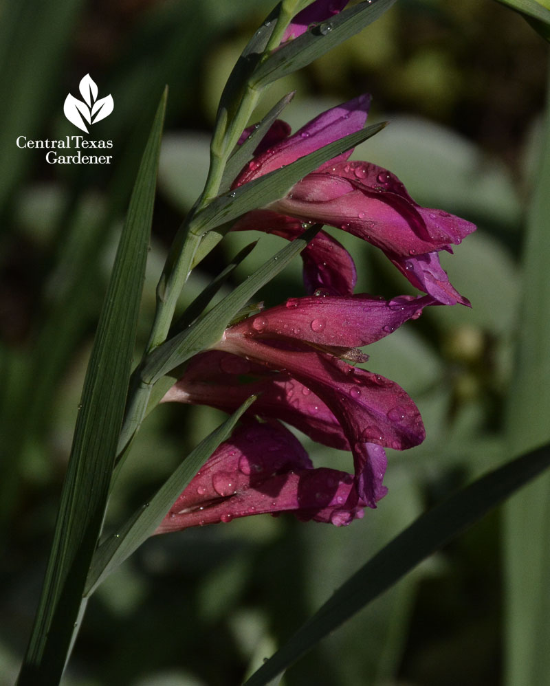 byzantine gladiolus Central Texas Gardener