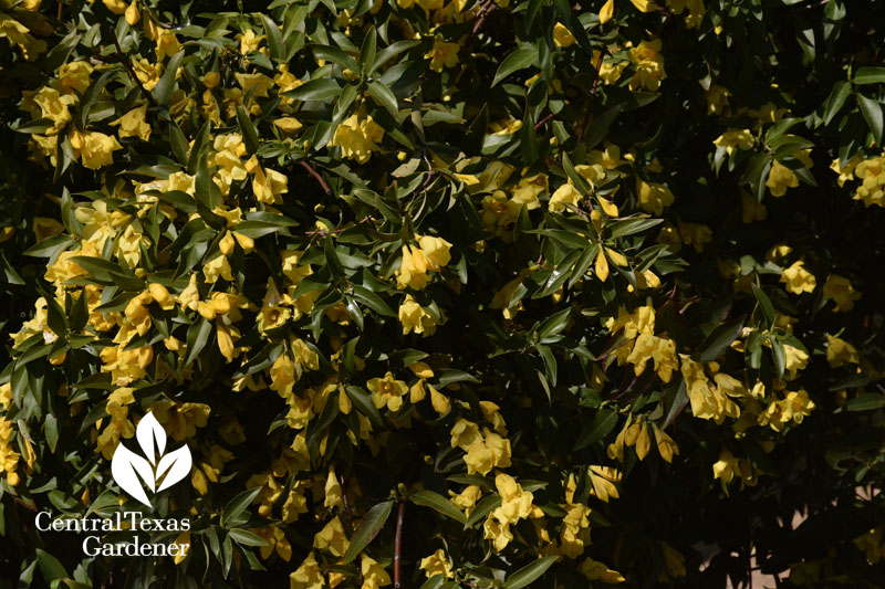 native vine carolina jessamine Central Texas Gardener 