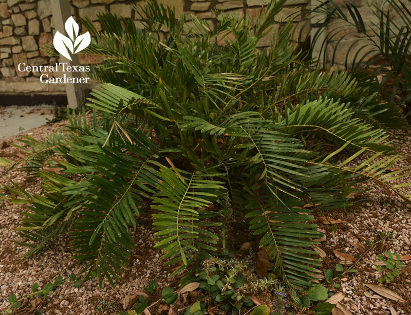 coontie for shade Central Texas Gardener 