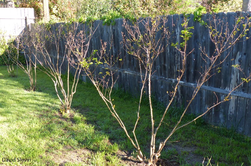 crape myrtle prune Central Texas Gardener 