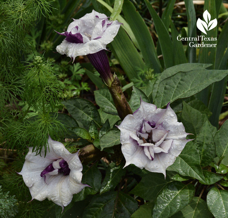 datura metel central texas gardener 