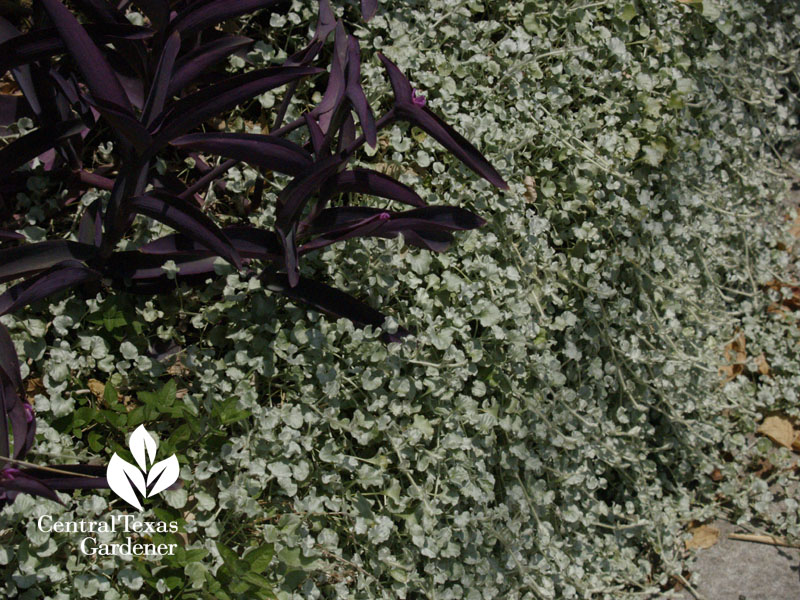 Silver ponyfoot Dichondra argentea and purple heart Central Texas Gardener 