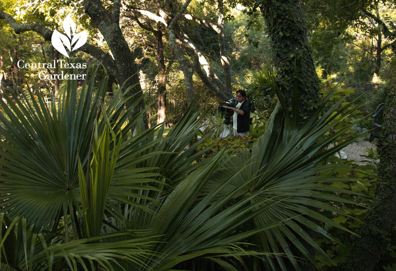 Chinese fan palm shady garden Central Texas Gardener