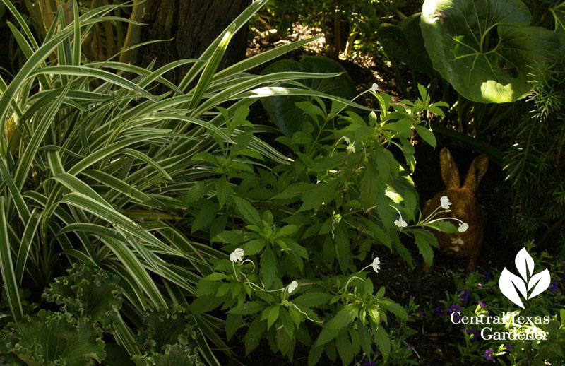 Ligularia, Dianella in shady garden Central Texas Gardener