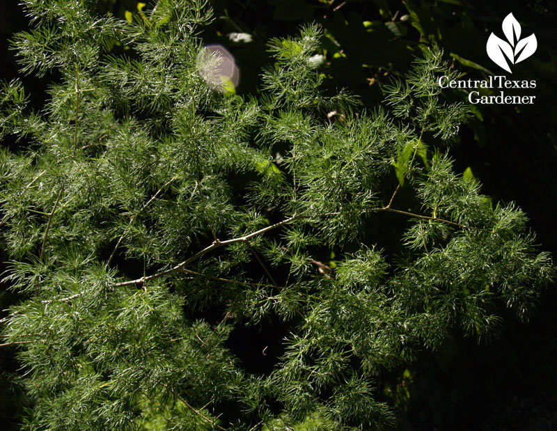 Ming fern shady garden Central Texas Gardener