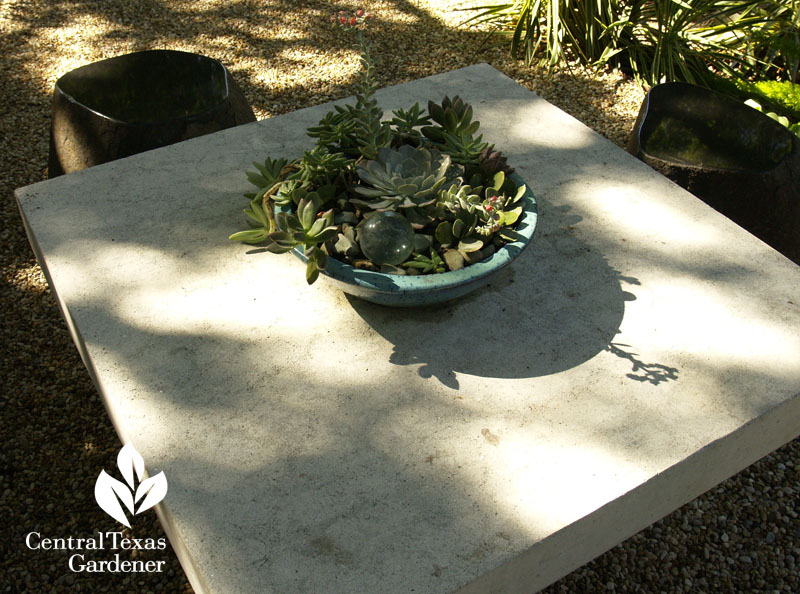 Succulent container table top accent Central Texas Gardener
