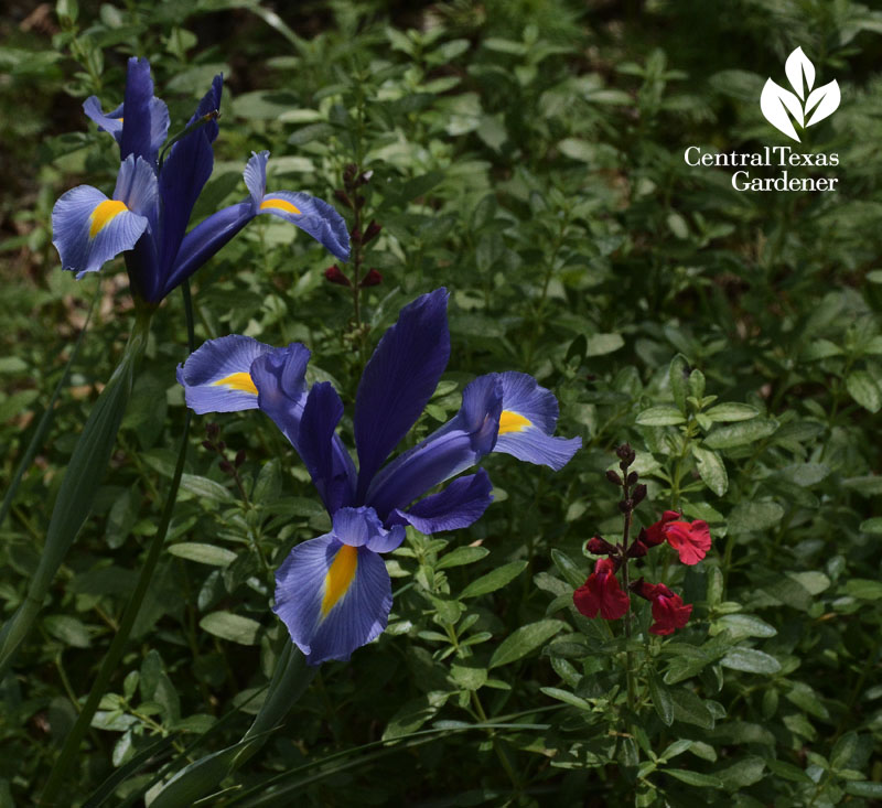 Dutch iris and Salvia greggii Central Texas Gardener